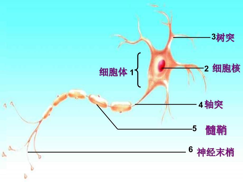 济南版《神经调节的基本结构》ppt课件_第4页