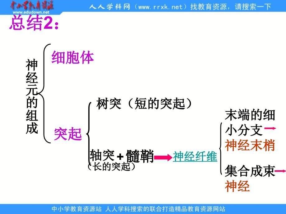 济南版《神经调节的基本结构》ppt课件_第5页