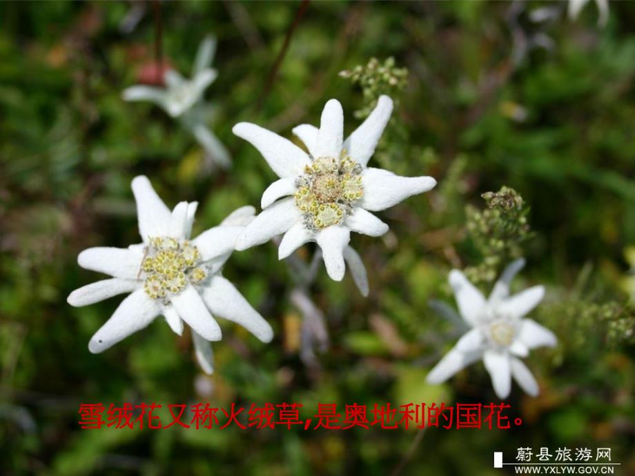 1《雪绒花》PPT[1]_第3页