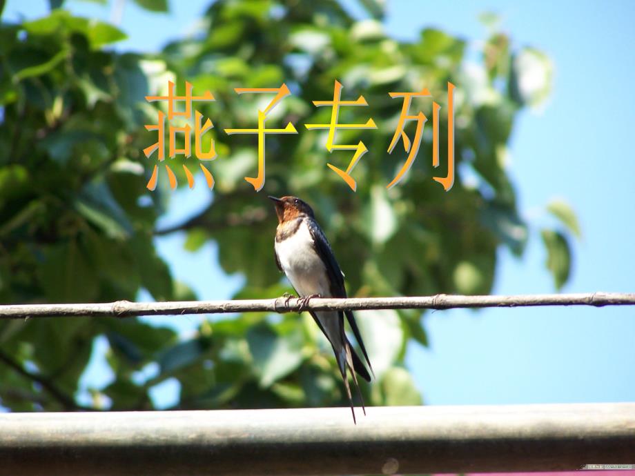 《燕子专列》课件---台前县孙口镇桥北张小学：陈静_第1页