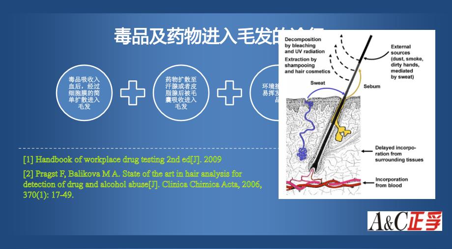 毛发毒品分析论证.ppt_第3页