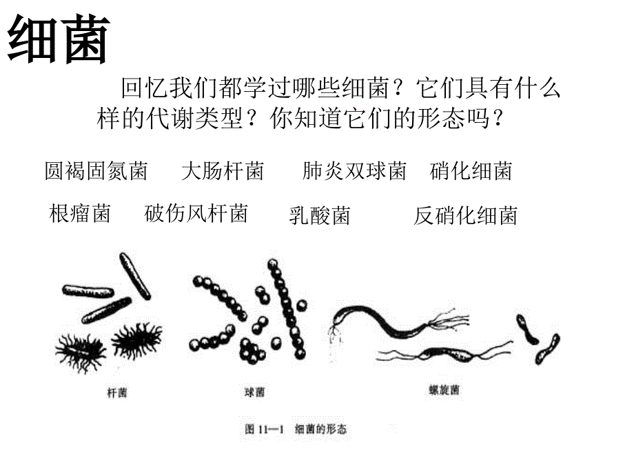 微生物养和分离_第3页