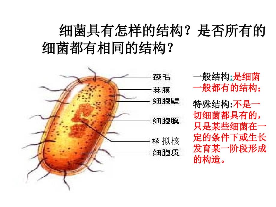 微生物养和分离_第4页