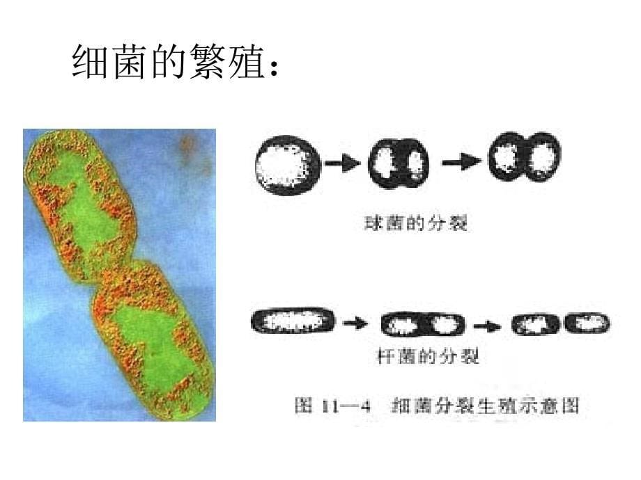 微生物养和分离_第5页