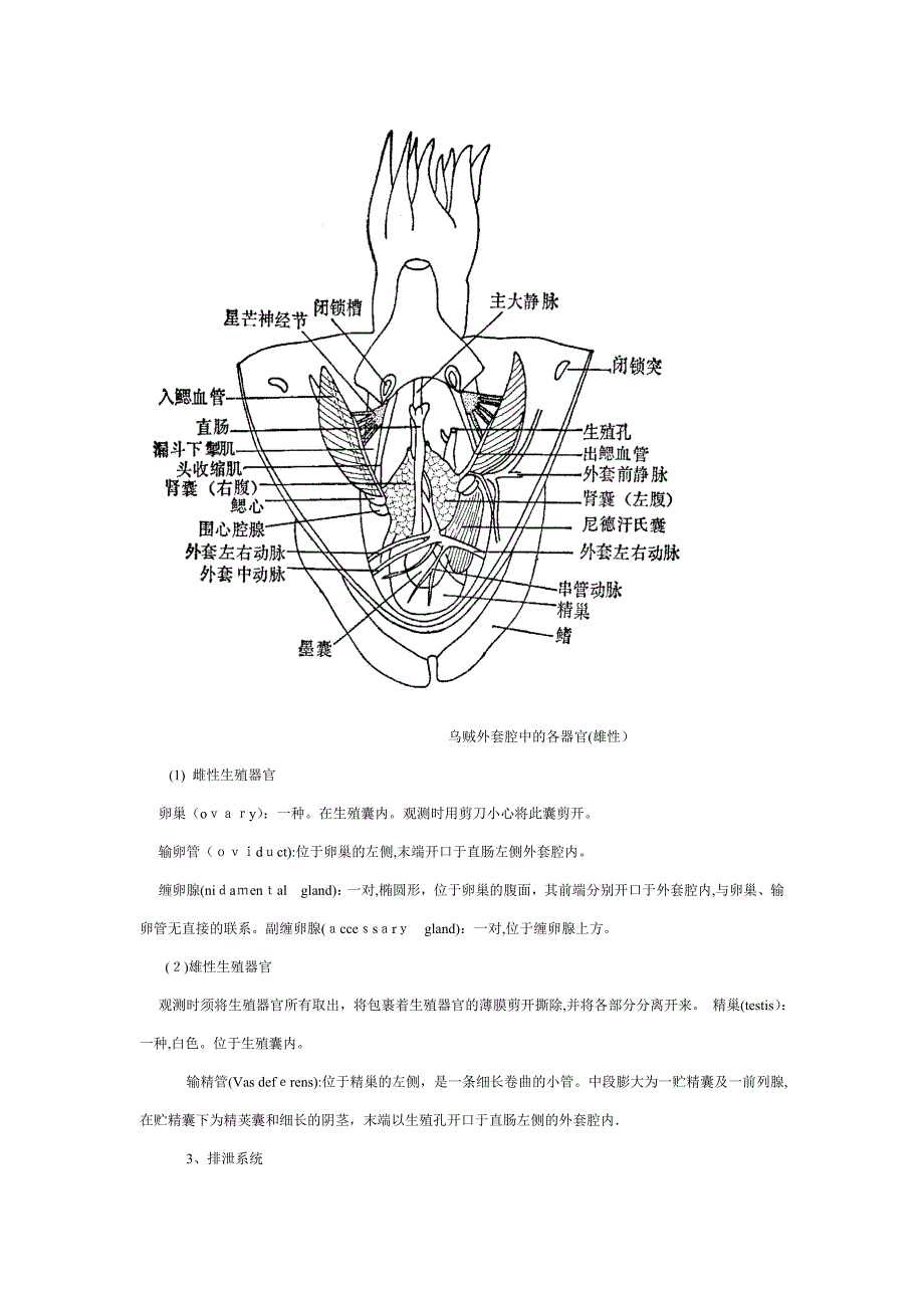 乌贼外形及解剖_第4页