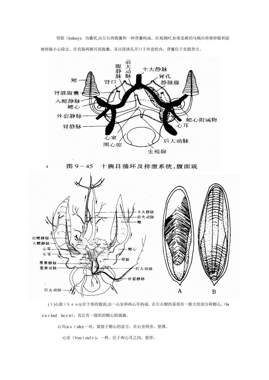 乌贼外形及解剖_第5页