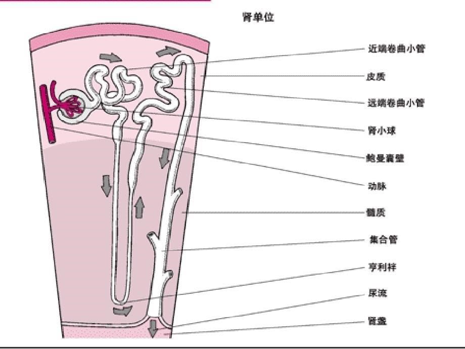 肾脏生理功能ppt课件_第5页