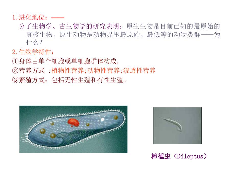 动物生物学33原生动物_第3页