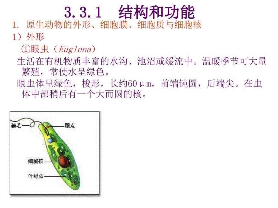 动物生物学33原生动物_第5页