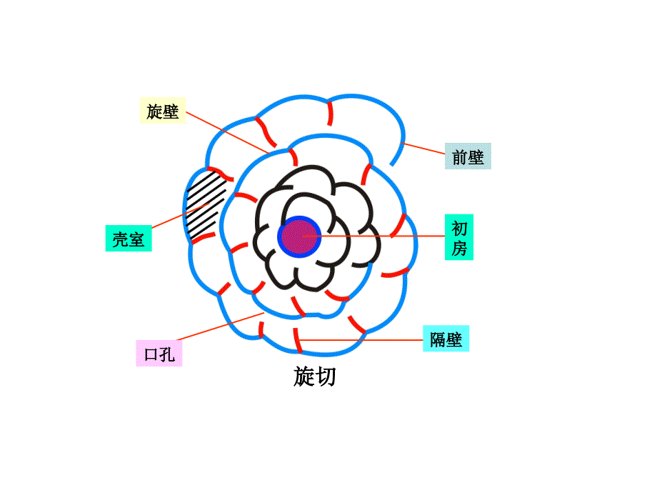 生物教学课件PPT无脊椎动物_第4页