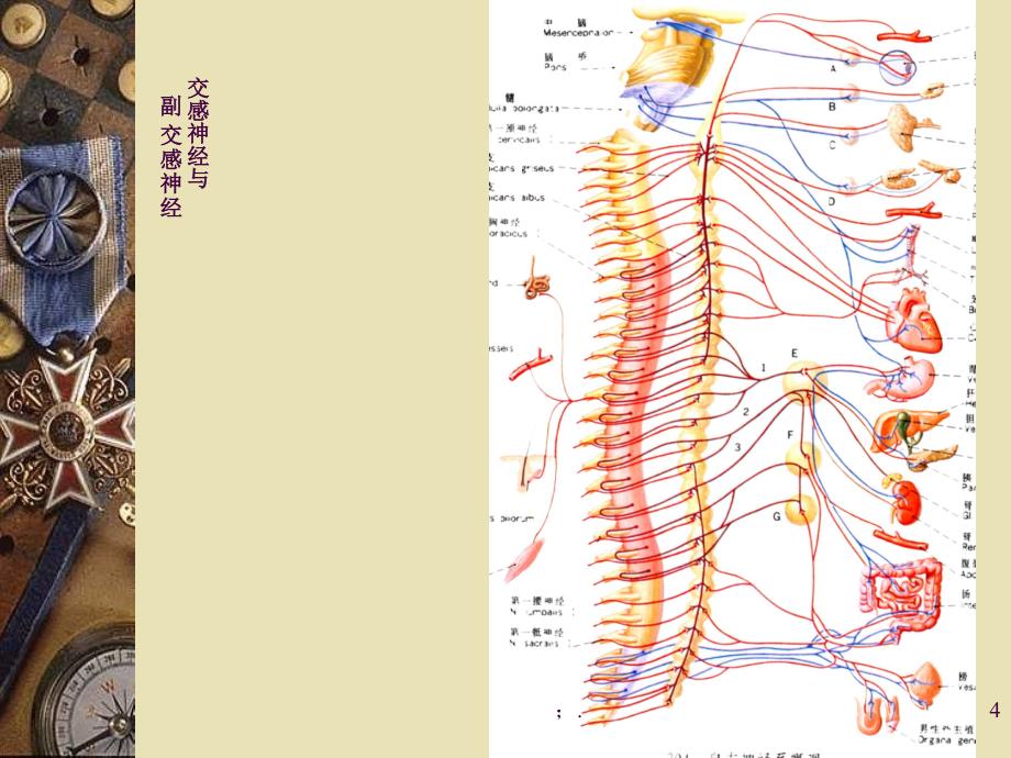 心脏的神经研究生用ppt课件_第4页