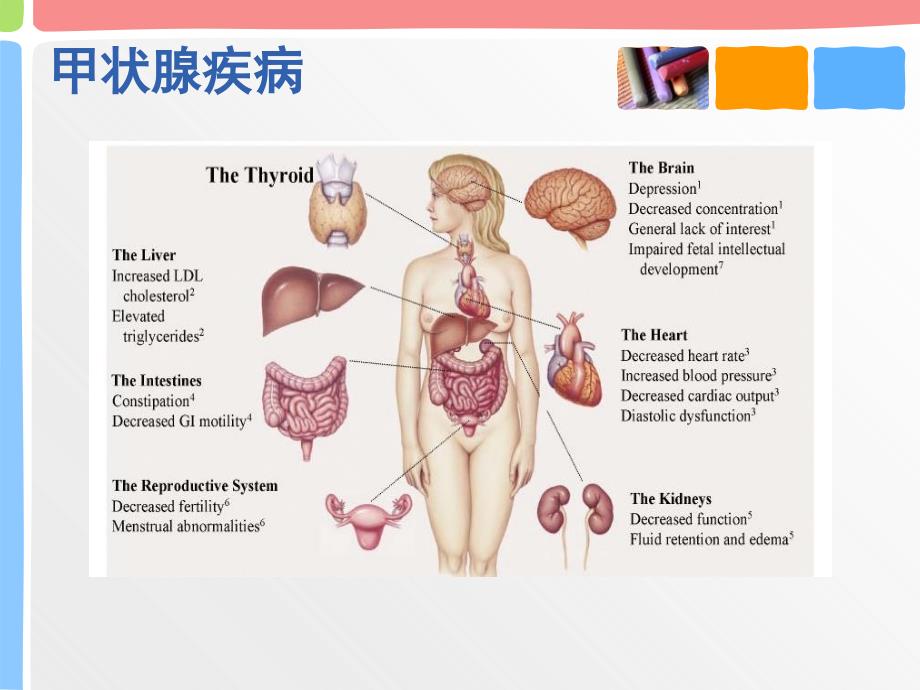 妊娠期甲状腺筛查PPT课件_第3页