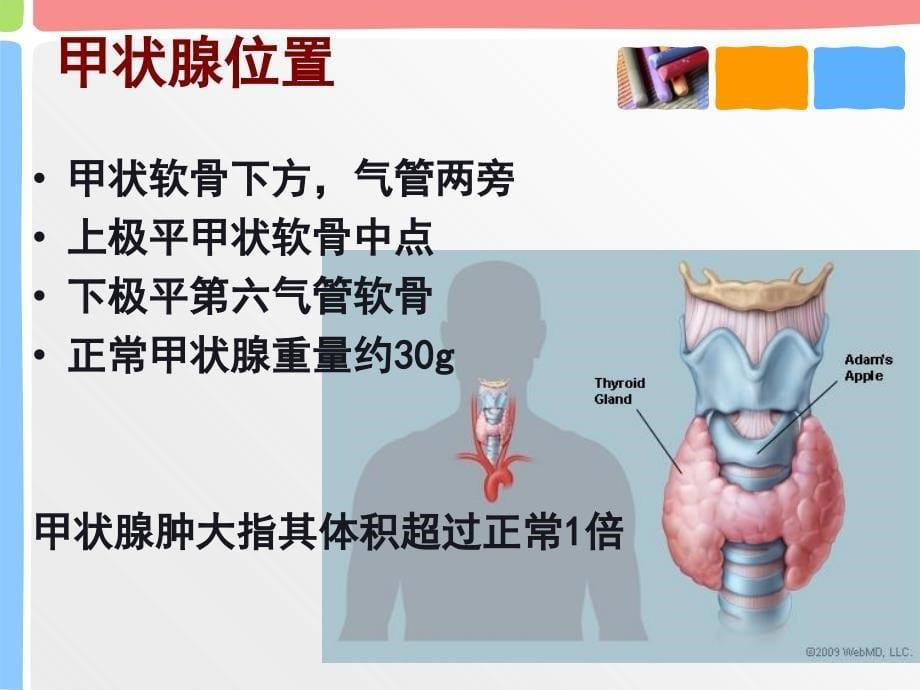 妊娠期甲状腺筛查PPT课件_第5页