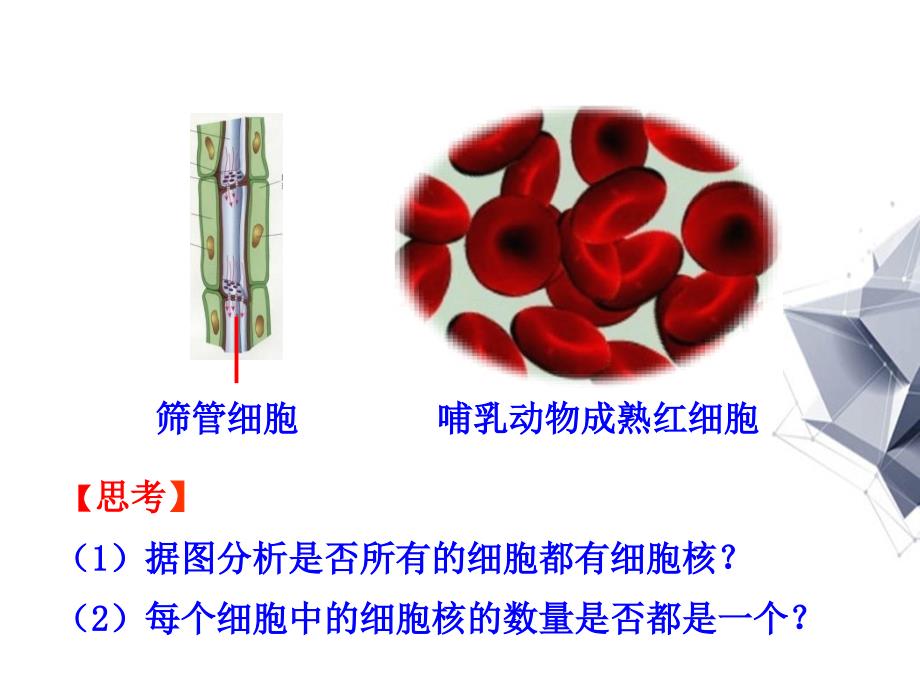 高中生物第3章第3节细胞核系统的控制中心件新人教版必修1分析_第2页