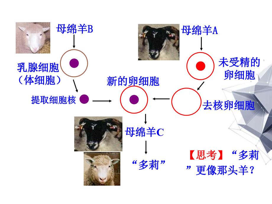 高中生物第3章第3节细胞核系统的控制中心件新人教版必修1分析_第3页