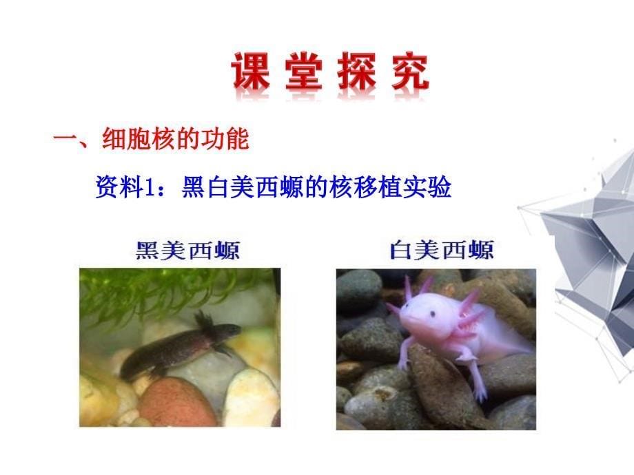 高中生物第3章第3节细胞核系统的控制中心件新人教版必修1分析_第5页