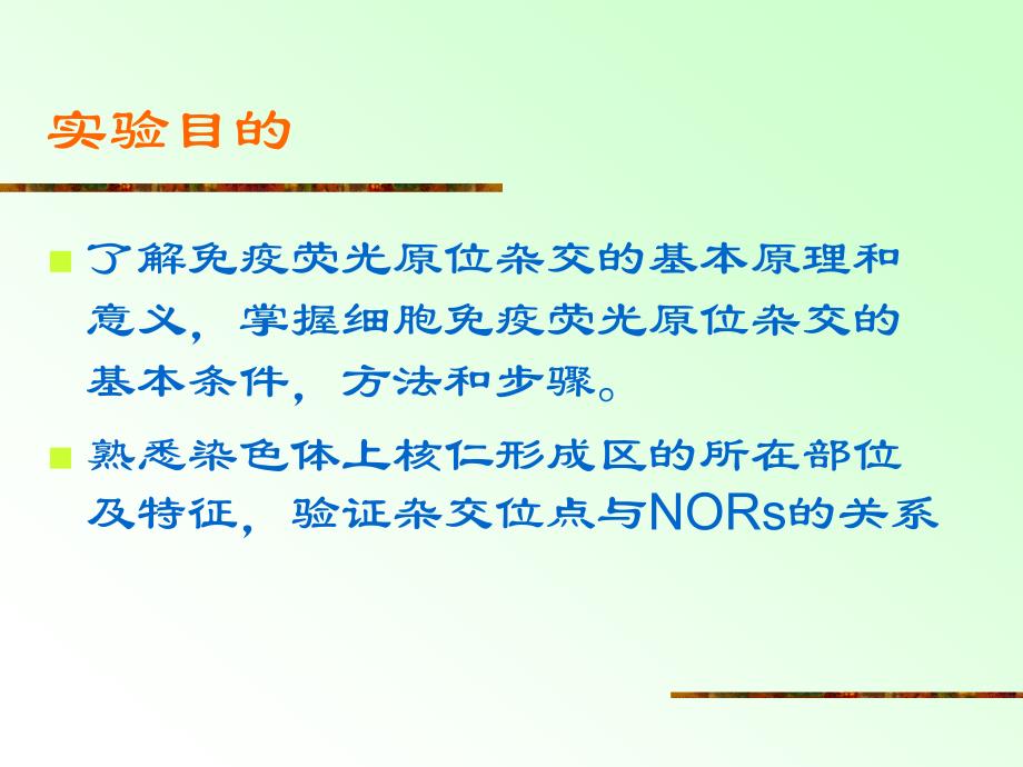 实验十四18SrDNA在人类染色体上的免疫荧光原位杂交（_第3页