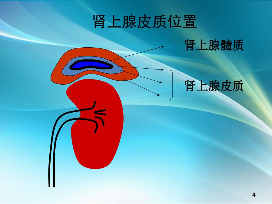 药理学肾上腺皮质激素类药物ppt课件_第4页