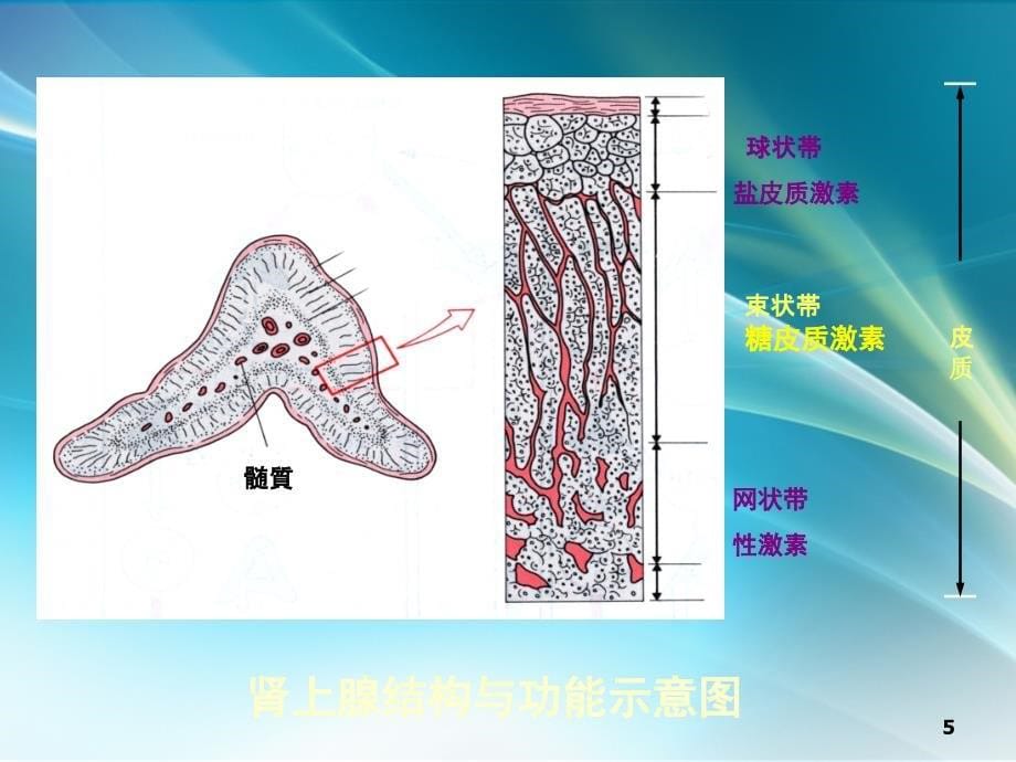 药理学肾上腺皮质激素类药物ppt课件_第5页