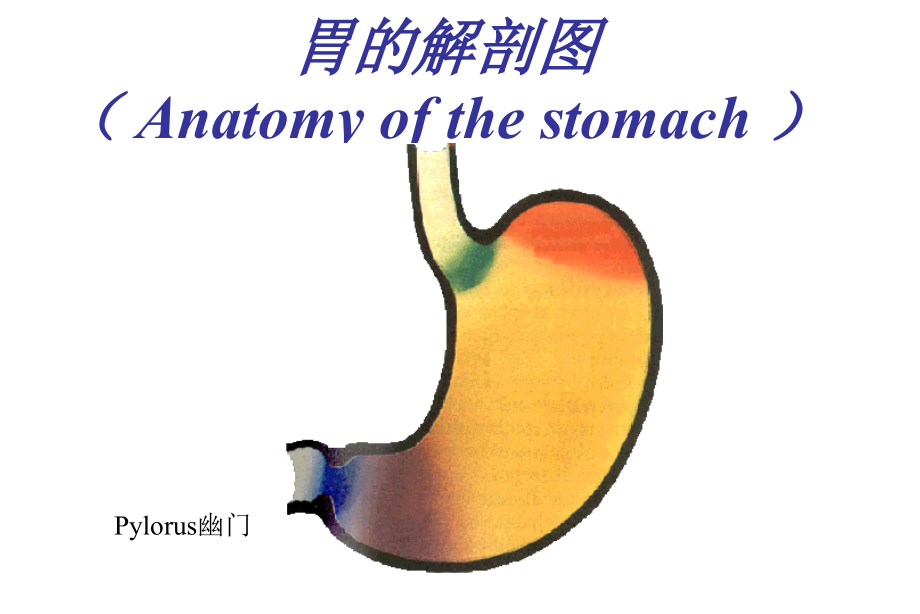 病理学：消化系统 ppt课件_第4页