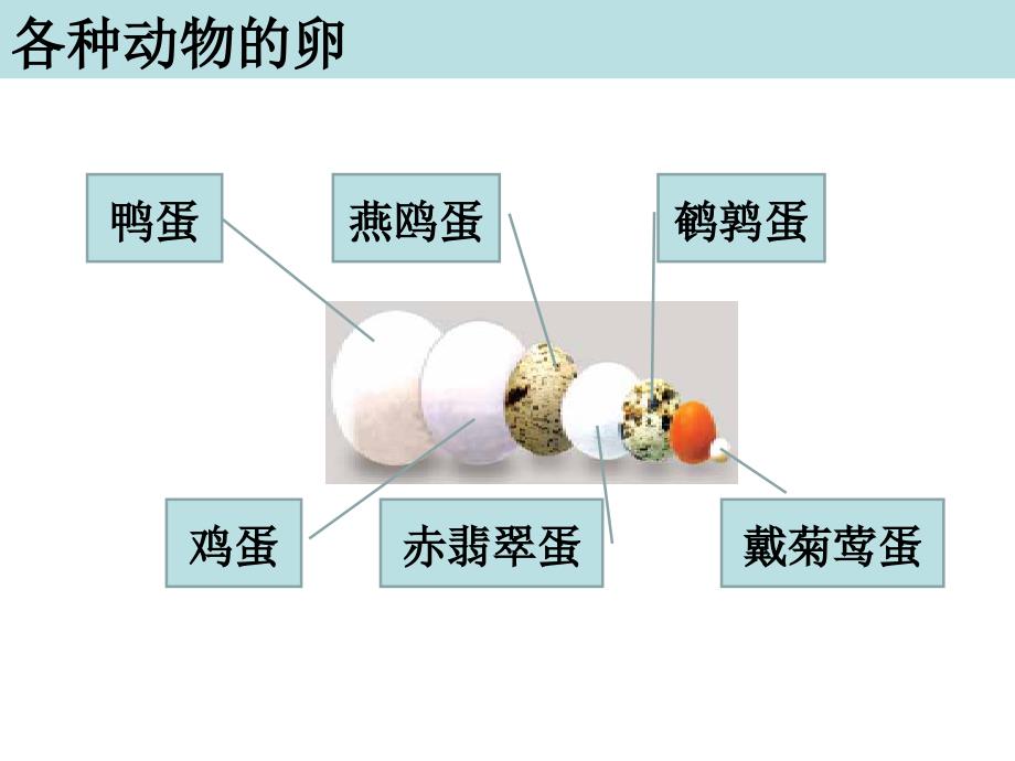 教科版四年级下册二单元6课_第3页