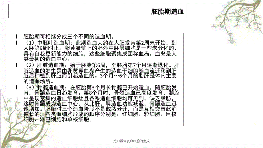 造血器官及血细胞的生成课件_第2页