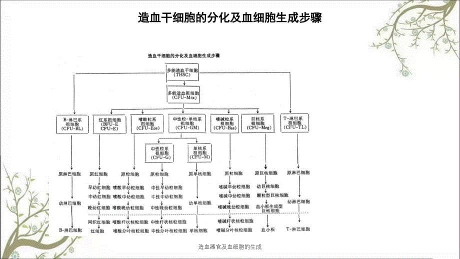 造血器官及血细胞的生成课件_第5页