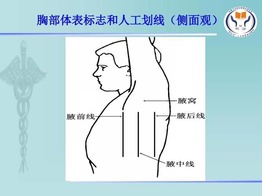 健康评估定稿第五章第5节胸部评估课件_第5页