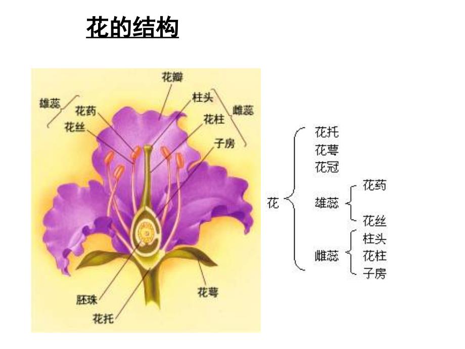 3.2月季的花药培养课件姚玲_第4页