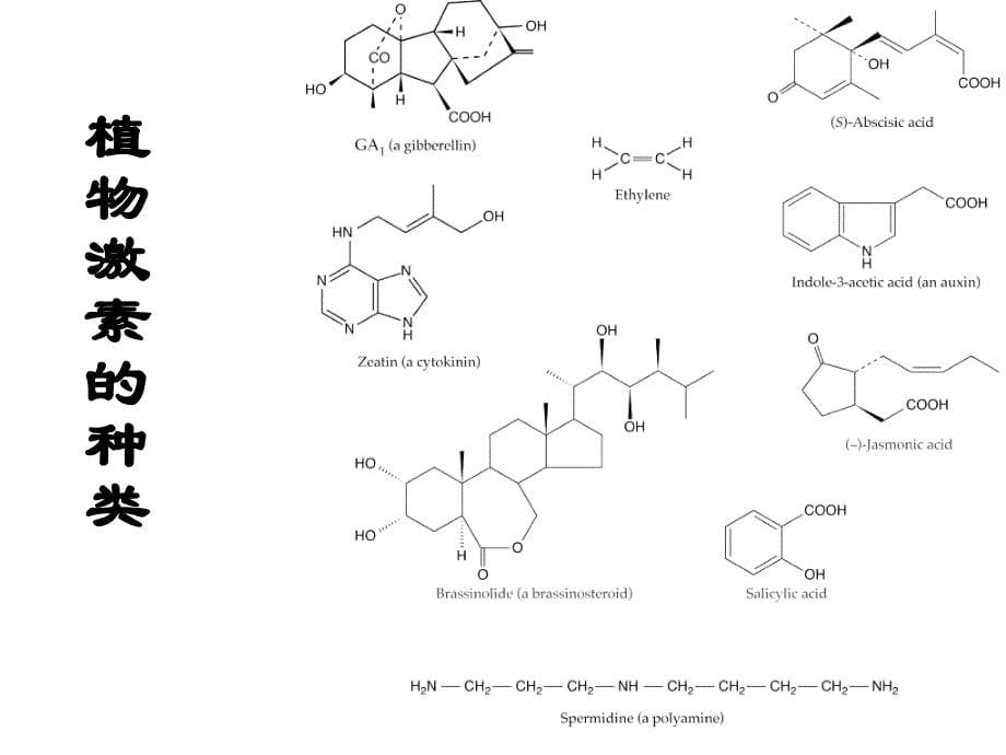 植物激素的作用机理_第5页