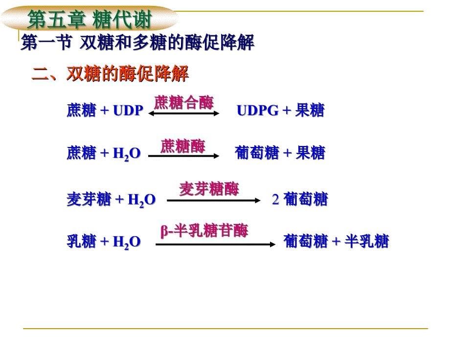 生物化学：第五章 糖代谢_第5页