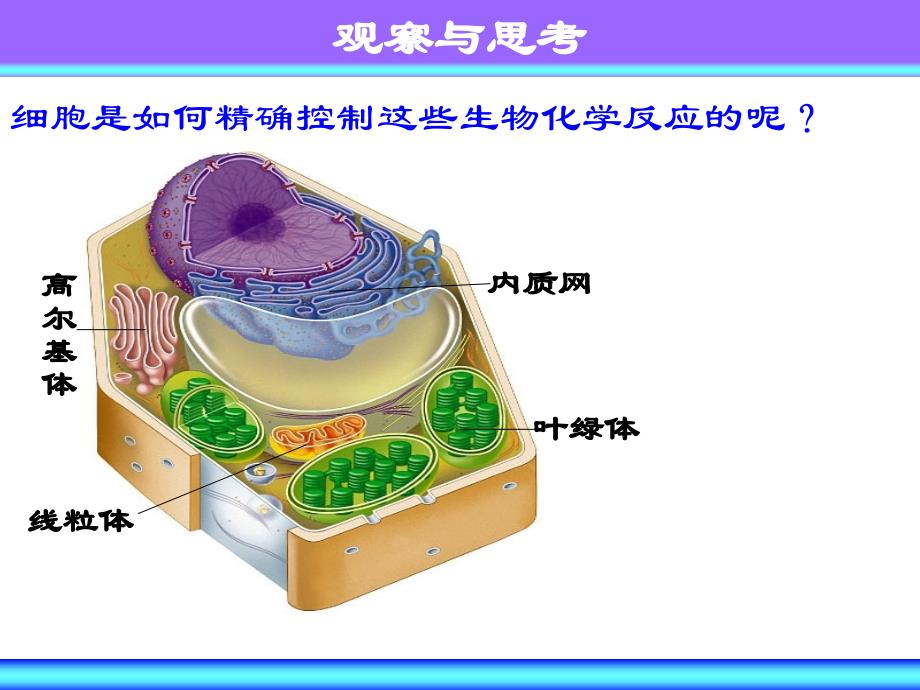 细胞核-系统的控制中心_第3页