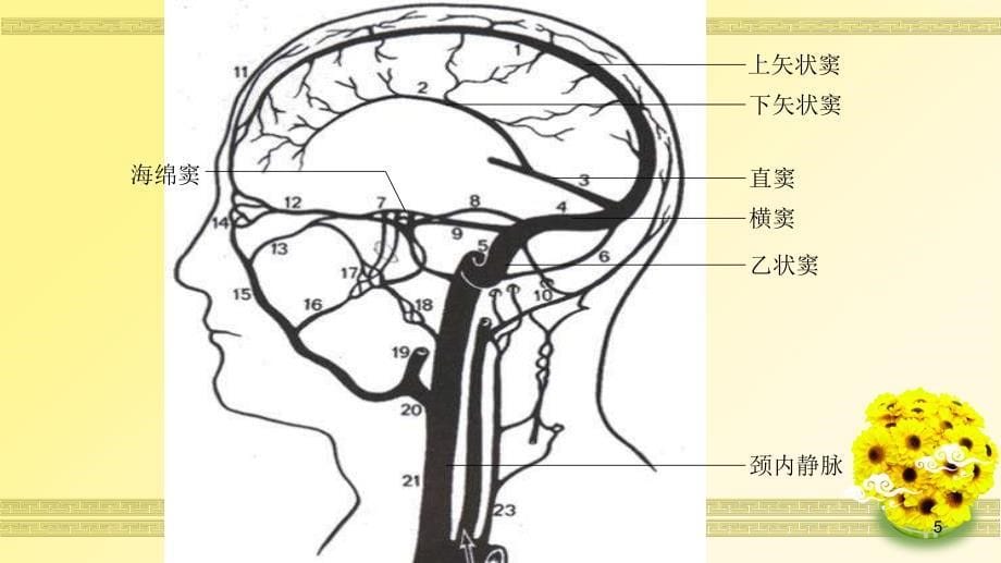 （精选课件）一例颅内静脉窦血栓形成病人的护理_第5页