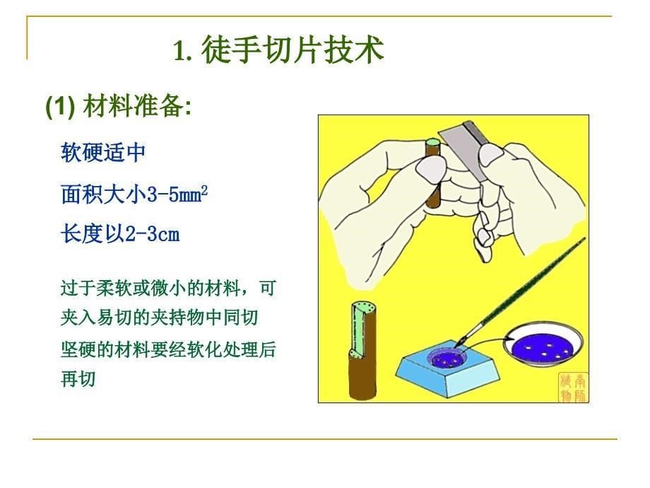 3植物组织(徒手切片)汇总课件_第5页