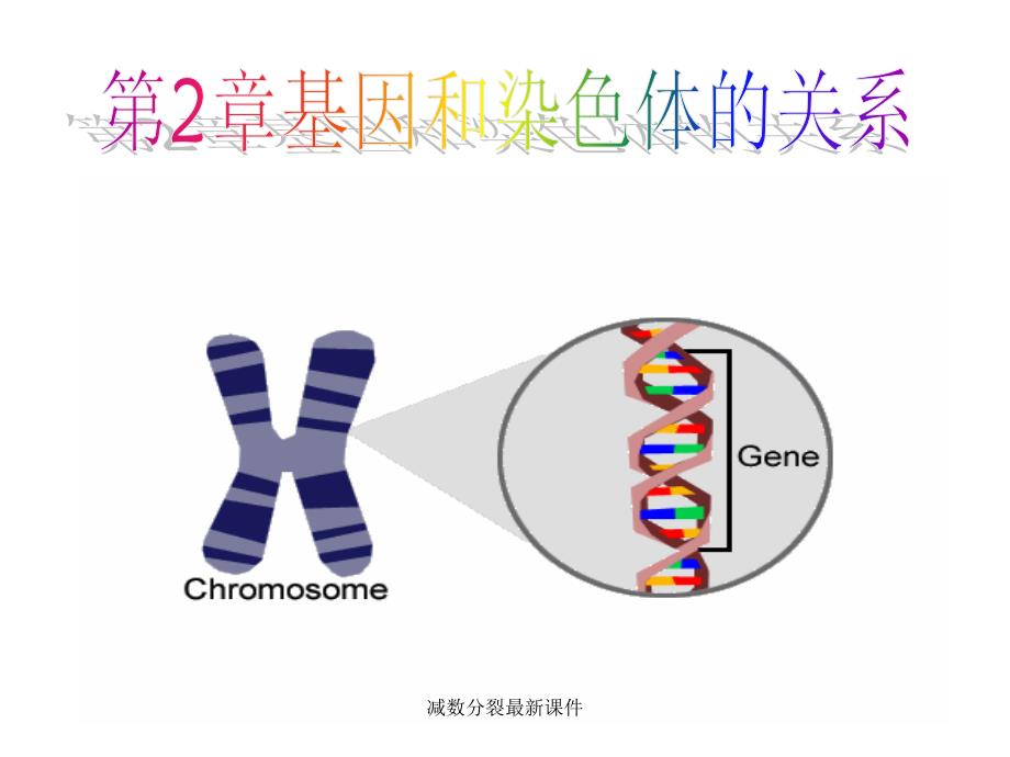 减数分裂最新课件_第1页