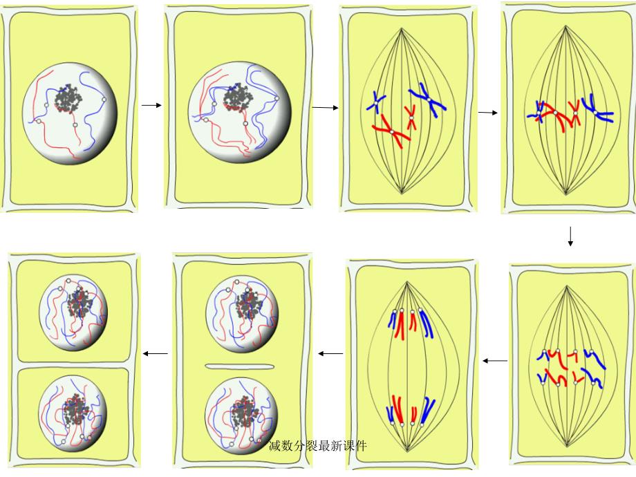 减数分裂最新课件_第3页