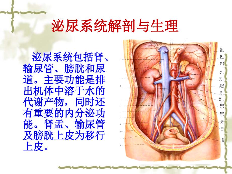 泌尿系结石梗阻_第3页