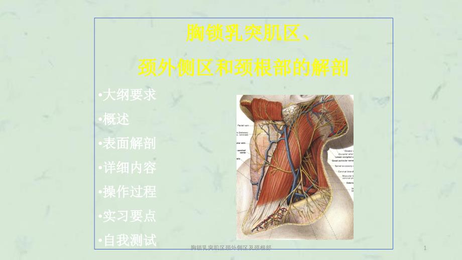 胸锁乳突肌区颈外侧区及颈根部课件_第1页