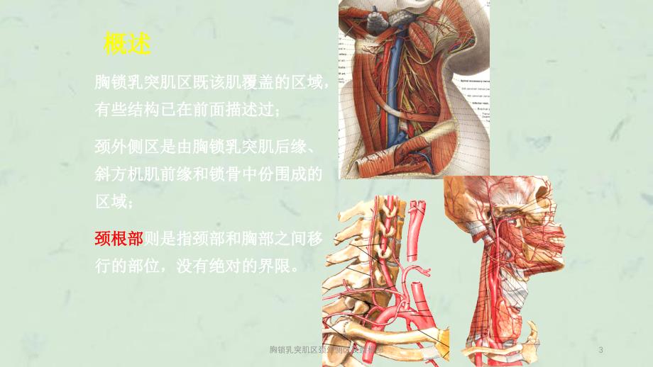 胸锁乳突肌区颈外侧区及颈根部课件_第3页