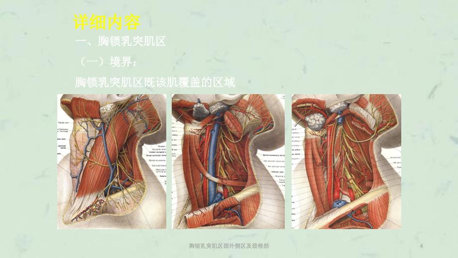 胸锁乳突肌区颈外侧区及颈根部课件_第4页