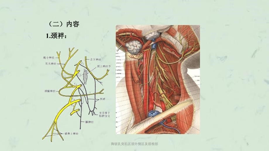 胸锁乳突肌区颈外侧区及颈根部课件_第5页