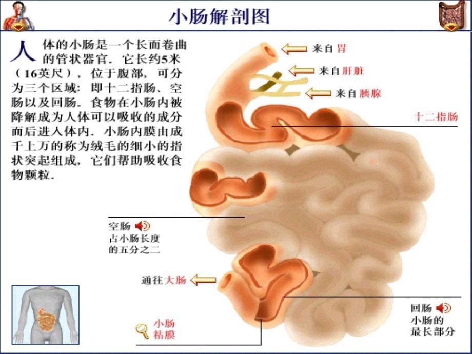 肠穿孔的护理学习PPT通用课件_第5页