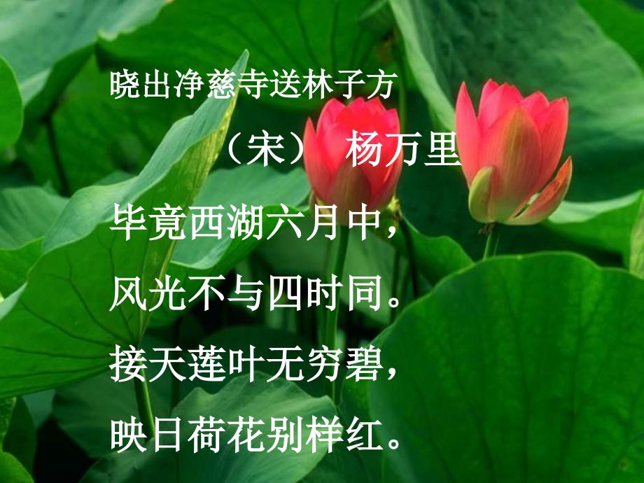 《爱莲说》 (2)_第2页