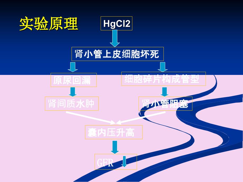 家兔急性肾功能不全ppt课件_第2页