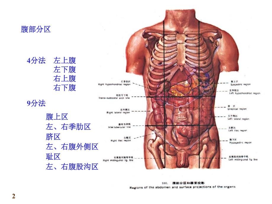 上海交大解剖学精品课件PPT课件_第2页