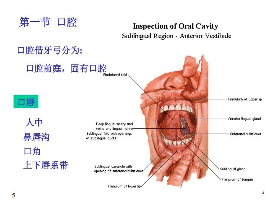 上海交大解剖学精品课件PPT课件_第5页