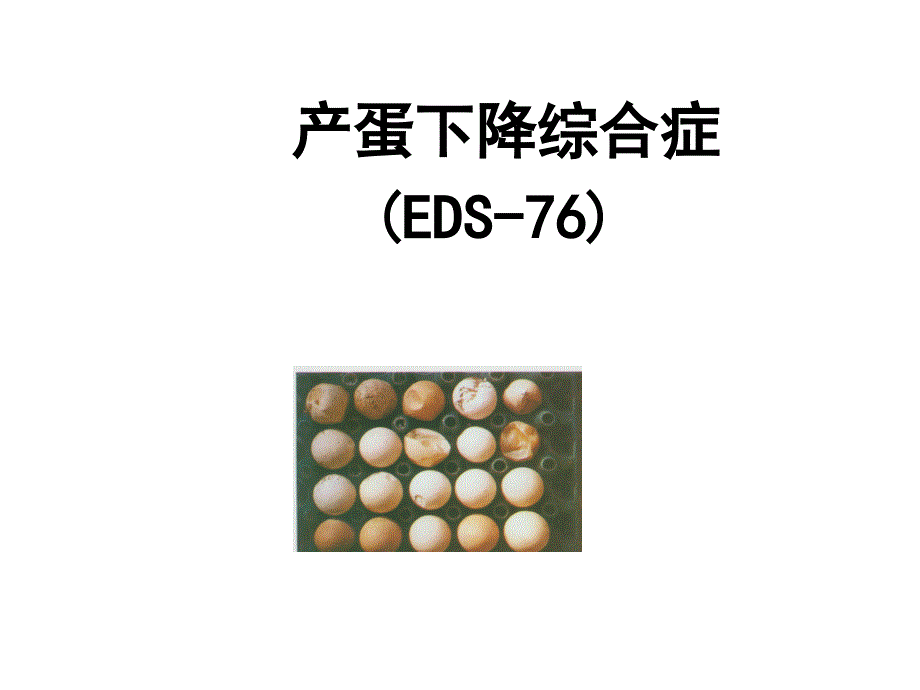 聊城大学农学院禽病学课件病毒病之EDS76_第1页