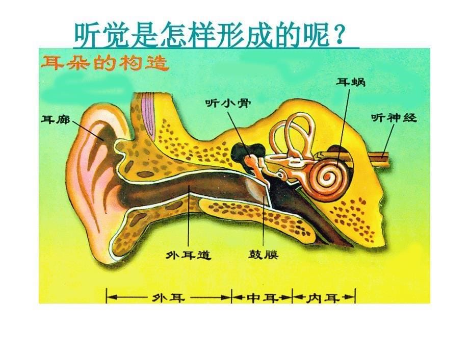 七年级生物耳和听觉ppt课件_第5页