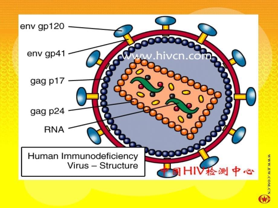 Unit21HumanBiologyLesson3EpidemicsExplained_第5页