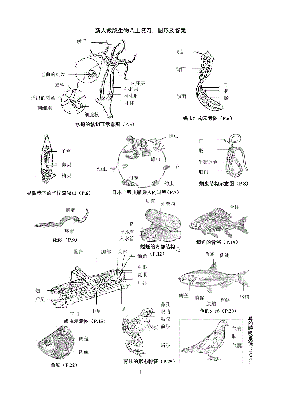 新人教版八上复习：图形及答案_第1页